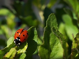 宏,瓢蟲,花園
