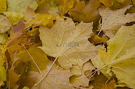 滴,羅莎,工作表