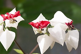 轮生 thomsoniae,鲜花,观赏植物