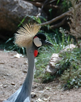 鳥,野生動物,起重機