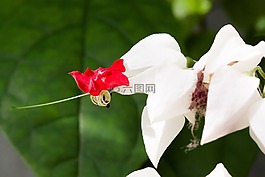轮生 thomsoniae,鲜花,观赏植物