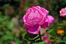 羅莎,粉色,花
