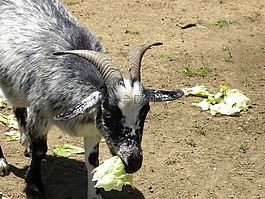 山羊,吃,生菜