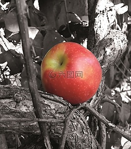 蘋(píng)果,樹(shù),水果