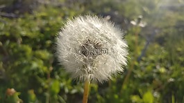 蒲公英,綠色,春天