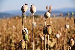 poppyhead,罂粟领域,开花