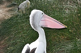 鵜,鳥,野生動物