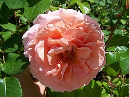 玫瑰,粉紅色,花園