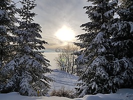 冬天,雪,松