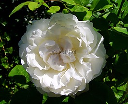玫瑰,白花,花園