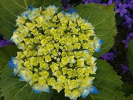 八仙花,藍色,鮮花