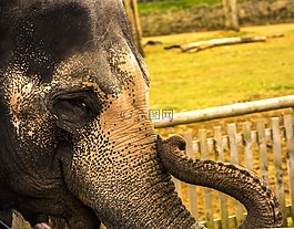 象,動物,野生動物