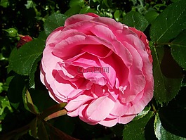玫瑰,粉紅色的花,花園