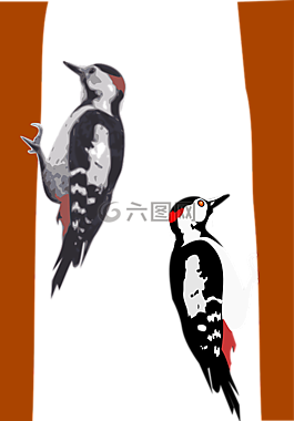 啄木鳥,鳥,動(dòng)物