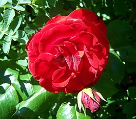 玫瑰,紅玫瑰,花園