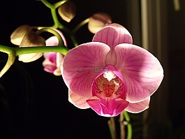 花,蘭花,宏
