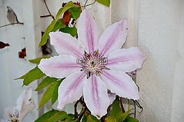 鐵線(xiàn)蓮,花卉,花園