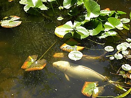 水,魚,錦鯉