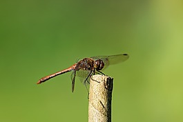 蜻蜓,昆蟲(chóng),科