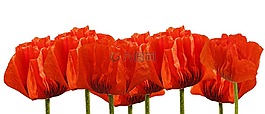 罌粟,花,開花
