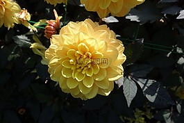 大麗花,花,達(dá)利拉