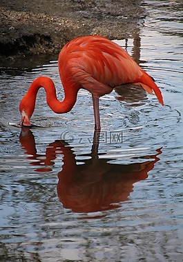 弗拉明戈,動物園,鏡像