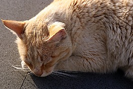 猫,鲁迪,梦