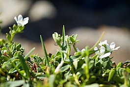 草,花,綠色