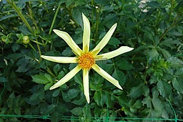 大麗花,花園,自然