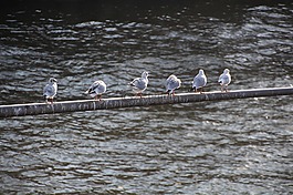 海鷗,河,鳥