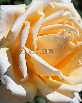 玫瑰,黃色,愛情