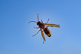 大黃蜂,昆蟲,天空