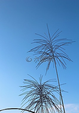 蕨類,廠,天空