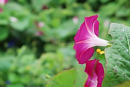 牽?；?鮮花,植物