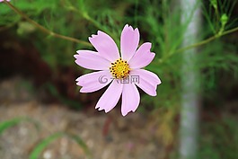 宇宙,鮮花,植物