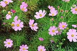 宇宙,鮮花,植物