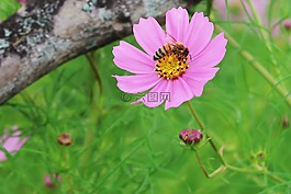 宇宙,鮮花,植物