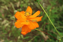 宇宙,鮮花,植物