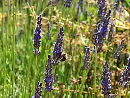 蜜蜂,熏衣草,花