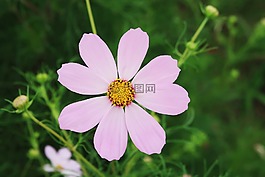 宇宙,鮮花,植物