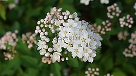 angervo,白花,芽