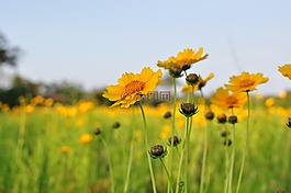 鮮花,黃色,原野