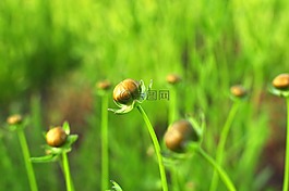 花蕾,芽,鮮花