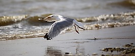 海鷗,鳥,鳥類