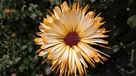 自然,植物區(qū)系,花