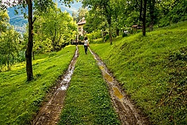 自然,路,旅行