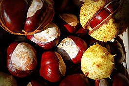 板栗,秋季,樹木