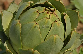 朝鮮薊,蔬菜,工作表