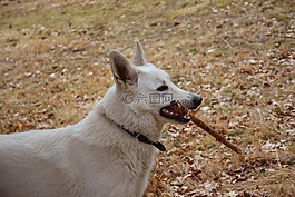 白狗,提出,户外活动