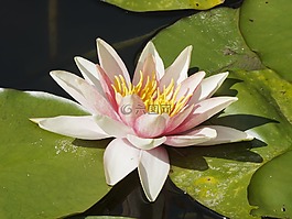 鲜花,nénufar,植物区系